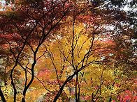 만추, 가을을 걷다.인천대..