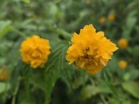 오산천 트레킹 중입니다