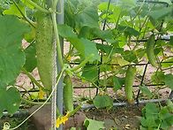 매일 피서
