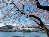 ＜AI 박사 벚나무..