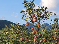 ＜청송 말 배우기..