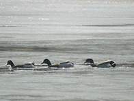 &#65308;호수 위에 떠가..