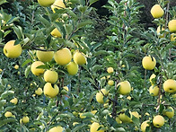 ＜청송밥 사과밥＞..