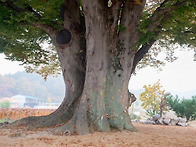 ＜팔랑팔랑＞중화..