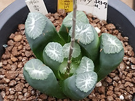 가네코 도처