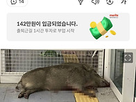 양산 호포역에 100㎏ 멧돼..