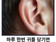 [하루 한번 귀를 당기면 ..