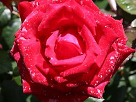 Rose Park & ..