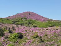 제254차 제암산(779m)~일림산(667m) ..