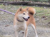 황시바~~~