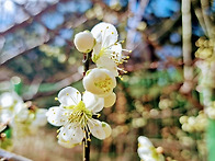 🌸 3월 텃밭활..