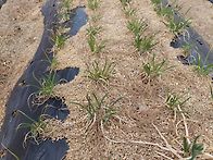 빼꼼히 내밀고 자라는 쪽파