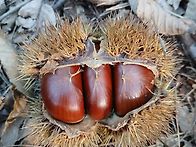 수확의 기쁨