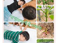 &#127793; 노란 토마..