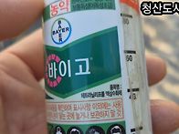 담배나방 ㆍ 총체 농약에 반드시 전착제 뿌..