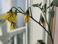 자스민반 태리도 방울토마..