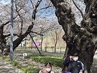 히야신스 이도윤 벚꽃과 ..