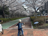 히야신스 양태원 벚꽃과 ..