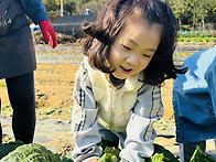 무, 배추 뽑기 활동&#12