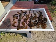 소안그린펜션 일상