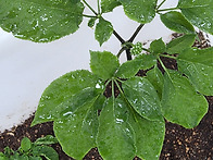 낭만주객 사장님의 4구7엽..