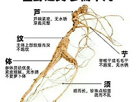 산삼 복용법