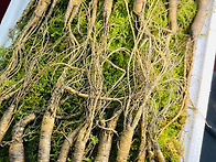 가락지가 많다고 하여서 ..