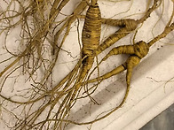 30년근 산삼 개당 무게 1..