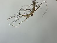 12-13년근 묘삼,묘종삼 4..