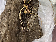 돌에서 태여난 삼