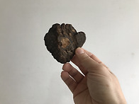 병꽃상황,접골목상황버섯