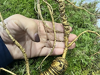 천년산삼 아니면 백년산삼