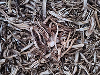 백두산 야생 흑도라지 건재..