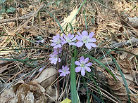 완도에서 보낸 봄여행