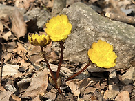 반가운 봄 야생화