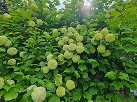 불두화(佛頭花)