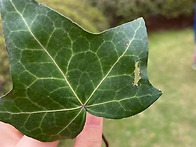 💚자주양달개비..