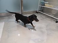 [기증완료]루디~♡ 매너걸..