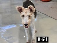 테리어 친구 해리입니다