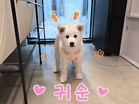 귀하디귀한 귀순이🥰