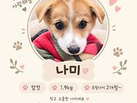 쫄보남매 나미🐶