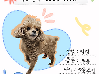 [입양완료]&#128041;..