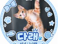 웃상 다래!!🐱