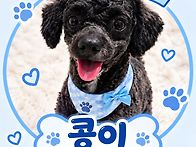 귀여운 푸들친구 콩이