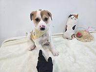 [기증완료]에구 에구 귀여..