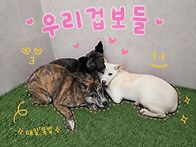 우리겁보들...