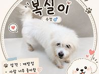 깨방정 오도방정 복실이 ..