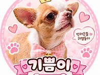 사랑스러운 치와와 기쁨이..