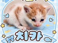 아기고양이 치카 🐱