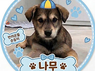 [입양전제 임시보호 완료]..